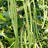 Cowpea,Carob,Ginger,Beans,Hanging,Vegetable,Garden,Seeds