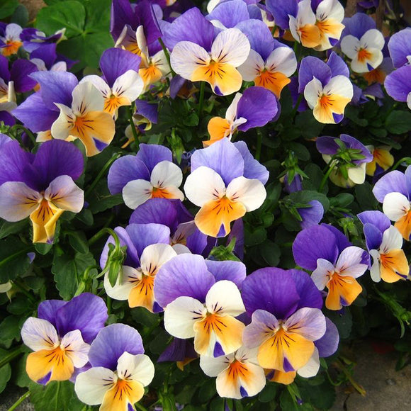 Egrow,100Pcs,Pansy,Seeds,Color,Color,Flower,Bonsai,Potted