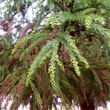 Egrow,Cryptomeria,Fortunei,Seeds,Cryptomeria,Fortunei,Plant,Cryptomeria,Fortunei,Arborvitae