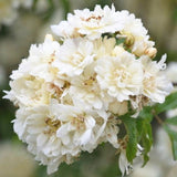 Egrow,Jasmine,Seeds,Double,Murraya,Paniculata,Bonsai,Evergreen,Plants,Satinwood,Lakeview,White,Fragrant,Flowers