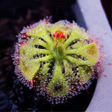 Egrow,Flycatcher,Potted,Seeds,Mixed,Insectivorous,Bonsai,Plant,Dionaea,Muscipula,Giant,Venus,Flytrap