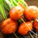 Egrow,Carrot,Seeds,Daucus,Fruit,Organic,Roune,Carrots,Garden,Plant