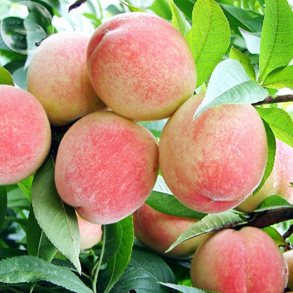 Egrow,Peach,Seeds,Garden,Dwarf,Bonanza,Sweet,Peaches,Bonsai,Fruit,Plants,Seeds