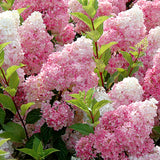 Egrow,20Pcs,Hydrangea,Flower,Vanilla,Strawberry,Seeds,Outdoor,Planting,Bonsai