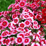 Egrow,Carnation,Seeds,Dianthus,Barbatus,Bonsai,Garden,Plant