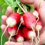 Egrow,Sausage,Radish,Seeds,Juicy,Nutritious,Early,Spring,Radish,Delicious,Vegetable