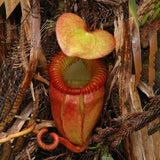 Egrow,50PCS,Nepenthes,Seeds,Potted,Plant,Eating,Mosqutio,Insert,Garden,Outdoor,Flowers,Bonsai