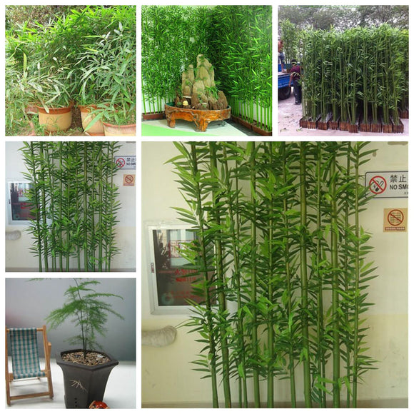 Egrow,Chinese,Bamboo,Seeds,Phyllostachys,Heterocycla,Courtyard,Bamboo,Garden,Plant