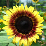 40Pcs,Mixed,Colored,Sunflower,Seeds,Bonsai,Flower,Seeds,Garden,potted,Plant