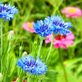 Egrow,Cornflower,Centaurea,Cyanus,Seeds,Balcony,Patio,Garden,Flowers,Potted,Bonsai,Plant