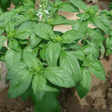 Egrow,Basil,Seeds,Basil,Bonsai,Garden,Seeds,Garden,Plants