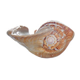 Natural,Shell,Conch,Phoenix,Conch,Coral,Beach,Ornament,Decorations