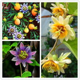 Egrow,Passiflora,Incarnata,Seeds,Garden,Plants,Passion,Fruit,Flower,Bonsai,Seeds