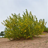 Egrow,Caragana,Korshinskii,Seeds,Caragana,Korshinskii,Plant,Korshinsk,Peashrub