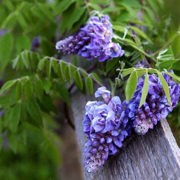 Egrow,Garden,Creepers,Wisteria,Seeds,Bonsai,Seeds,Ornamental,Plant,Flower,Seeds