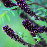 Egrow,Amorpha,Fruticosa,Seeds,False,Indigo,Plant,Amorpha,Fruticosa