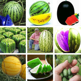 20Pcs,Watermelon,Flesh,Magic,Garden,Seeds,Summer,Fruit,Garden,Landscape