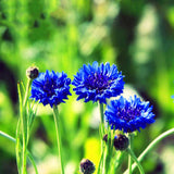 Egrow,Cornflower,Centaurea,Cyanus,Seeds,Balcony,Patio,Garden,Flowers,Potted,Bonsai,Plant