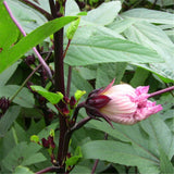 Roselle,Seeds,Hibiscus,Sabdariffa,Chinese,Flower,Bonsai,Plant,Garden,Seeds