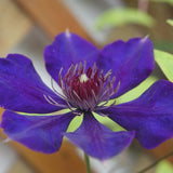 Egrow,100Pcs,Gardening,Clematis,Floride,Thunb,Flower,Seeds,Bonsai,Plant