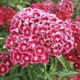 Egrow,Carnation,Seeds,Dianthus,Barbatus,Bonsai,Garden,Plant