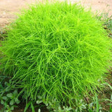 Egrow,Round,Cypress,Seeds,Summer,Cypress,Bonsai,Purify,Bonsai,Plant,Garden,Decoration