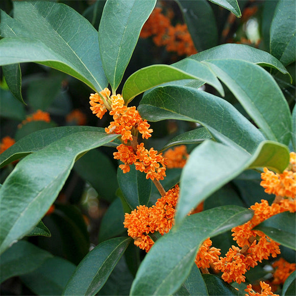 Egrow,Sweet,Scented,Osmanthus,Seeds,Sweet,Scented,Osmanthus