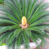 Egrow,Cycas,Seeds,Cycas,Plant,Bonsai,Potted,Flower,Flores,Garden,Household