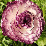 Egrow,Ranunculus,Seeds,Garden,Decoration,Bonsai,Plants,Flower,Seeds