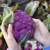 100PCS,Graffiti,Purple,Cauliflower,Seeds,Vegetable,Seeds,Bonsai,Edible