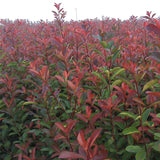 Egrow,Serrulata,Seeds,Photinia,Serrulata,Plant,Robin,Garden,Decoration