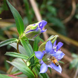Egrow,Gentiana,Scabra,Seeds,Gentiana,Scabra,Plant,Elephantopus,Scaber,Flower,Seeds
