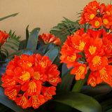 Egrow,Potted,Clivia,Seeds,Miniata,Plant,Gorgeous,Bonsai,Flower,Bonsai,Garden