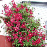 Egrow,100Pcs,Clematis,Flower,Seeds,Perennial,Vines,Climbing,Clematis,Plant,Garden,Decoration