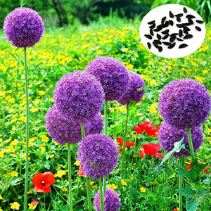 25pcs,Allium,Giganteum,Seeds,Purple,Plant,Garden