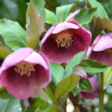 Egrow,Helleborus,Seeds,Winter,Flower,Winter,Flower,Seeds,Outdoor,Plant