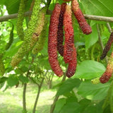 Egrow,Mulberry,Seeds,Mulberry,Bonsai,Mulberry,Pakistan,Fruit,Bonsai,Large,Super,Sweet,Garden