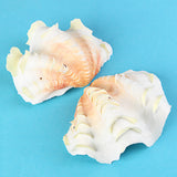 Natural,Marine,Shell,Tridacna,Conch,Furnishing,Giant,Large,Decorations