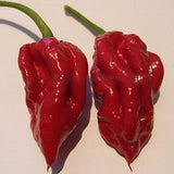 Egrow,Devil,Pepper,Seeds,Devil,PeppBonsai,World's,Hottest,Pepper,Houseplants,Edible,Seeds