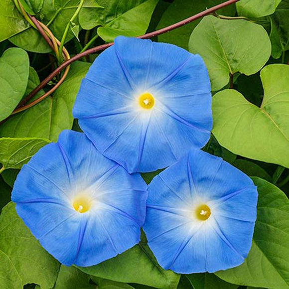 Egrow,Morning,Glory,Seeds,Heavenly,Flowers,Gardening,Decorations