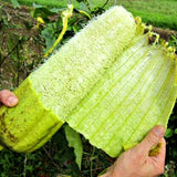 Egrow,Loofah,Seeds,Gourd,Vegetable,Luffa,Garden,Plant