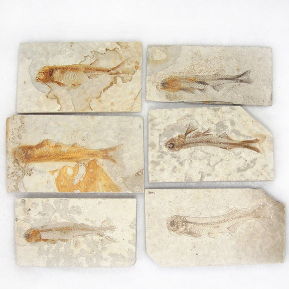 Lycoptera,Davidi,plate,specimen,Jurassic,Cretaceous,Fossil,China,Decorations