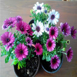 Egrow,White,Purple,Miracle,Daisy,Seeds,Color,Bonsai,Plants,Ornamental,Fower,Seeds