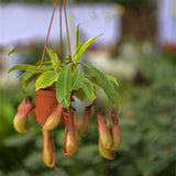 Egrow,Nepenthes,Seeds,Balcony,Garden,Potted,Plants,Seeds,Carnivorous,Plants,Seeds