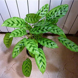 Egrow,Arrowroot,Seeds,Crocata,Calathea,Flower,Bonsai,Garden,Plant