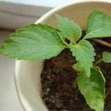 Egrow,Perilla,Seeds,Vegetables,Seeds,Vegetable,Green,Basil,Garden,Plant