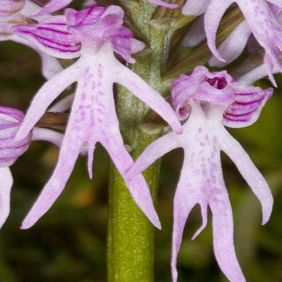 20Pcs,Naked,Orchid,Garden,Magic,Seeds,Orchis,italica,Office,Potted,Plants