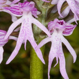 20Pcs,Naked,Orchid,Garden,Magic,Seeds,Orchis,italica,Office,Potted,Plants