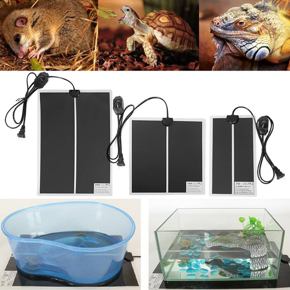 Reptile,Thermostat,Adjustment,Tortoise,Animals,Heating