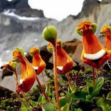 Egrow,Calceolaria,Uniflora,Flower,Seeds,Alpine,Vegetation,Seeds